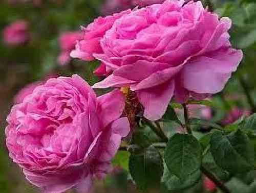 دانلود آهنگ ساعت برند آریانا سعید